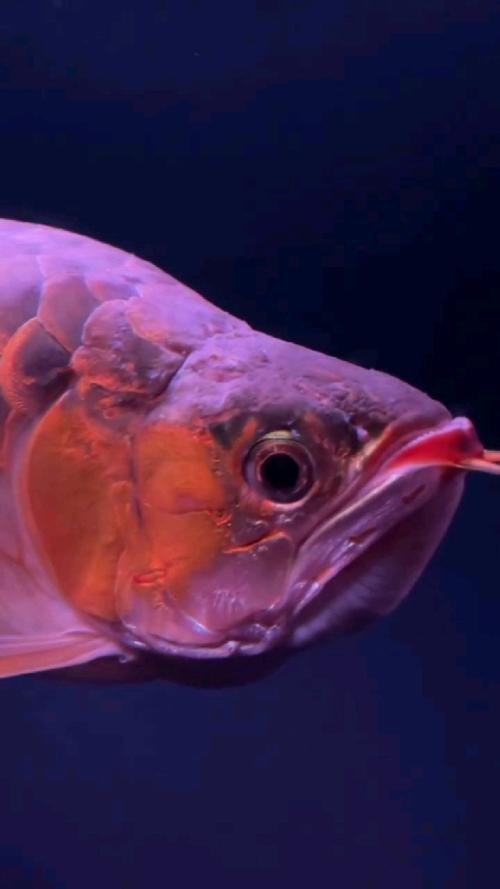 紅龍魚圖片高清壁紙可愛動漫
