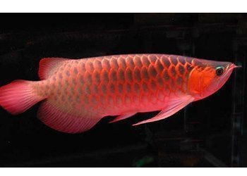 龍魚溫度多少最佳喂食，龍魚的最佳喂食溫度為24-28攝氏度