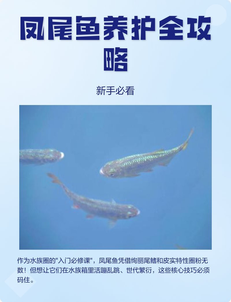 鳳尾魚夏天容易死 鳳尾魚夏天容易死 龍魚論壇 第2張