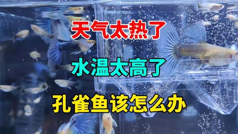 鳳尾魚夏天容易死 鳳尾魚夏天容易死 龍魚論壇 第4張