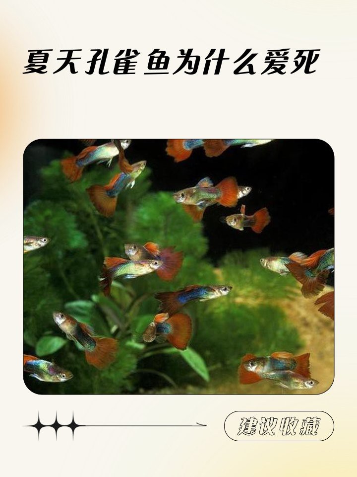 鳳尾魚夏天容易死 鳳尾魚夏天容易死 龍魚論壇 第7張