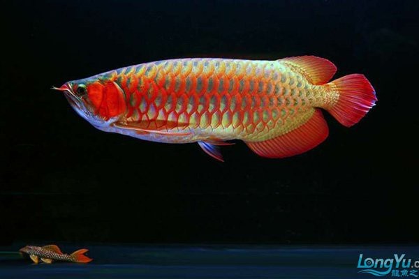金龍魚白天開燈還是晚上開燈