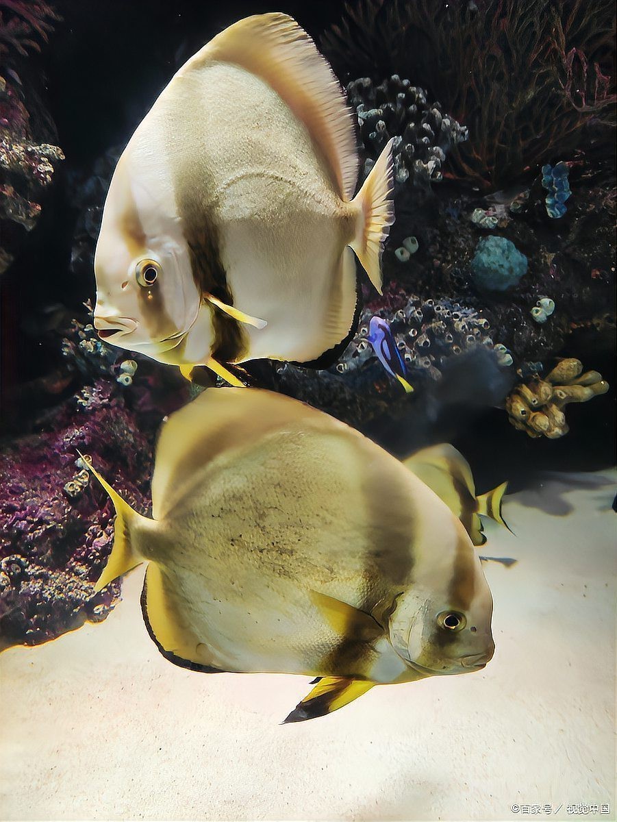 金龍魚白天開燈還是晚上開燈