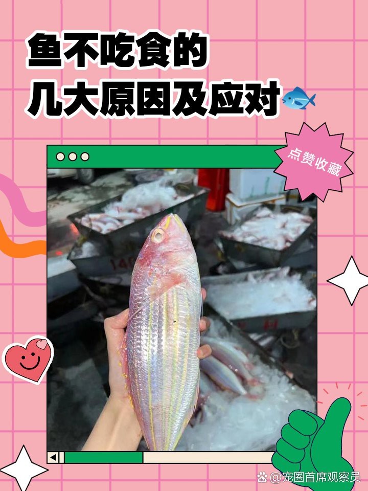 帝王三間魚不吃食最簡(jiǎn)單三個(gè)原因