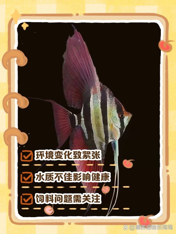 帝王三間魚不吃食最簡單三個原因