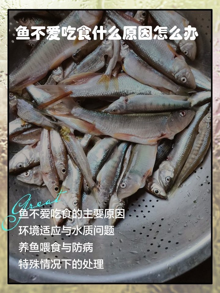 帝王三間魚不吃食最簡(jiǎn)單三個(gè)原因