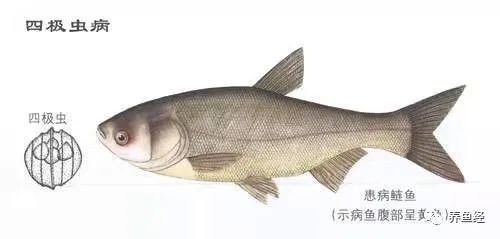 銀龍魚發黃