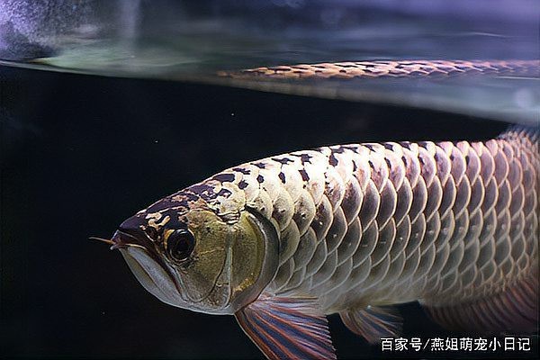 大金頭過背金龍魚2023年價格表 大金頭過背金龍魚2023年價格表 龍魚論壇 第4張