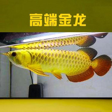 大金頭過背金龍魚2023年價格表 大金頭過背金龍魚2023年價格表 龍魚論壇 第7張