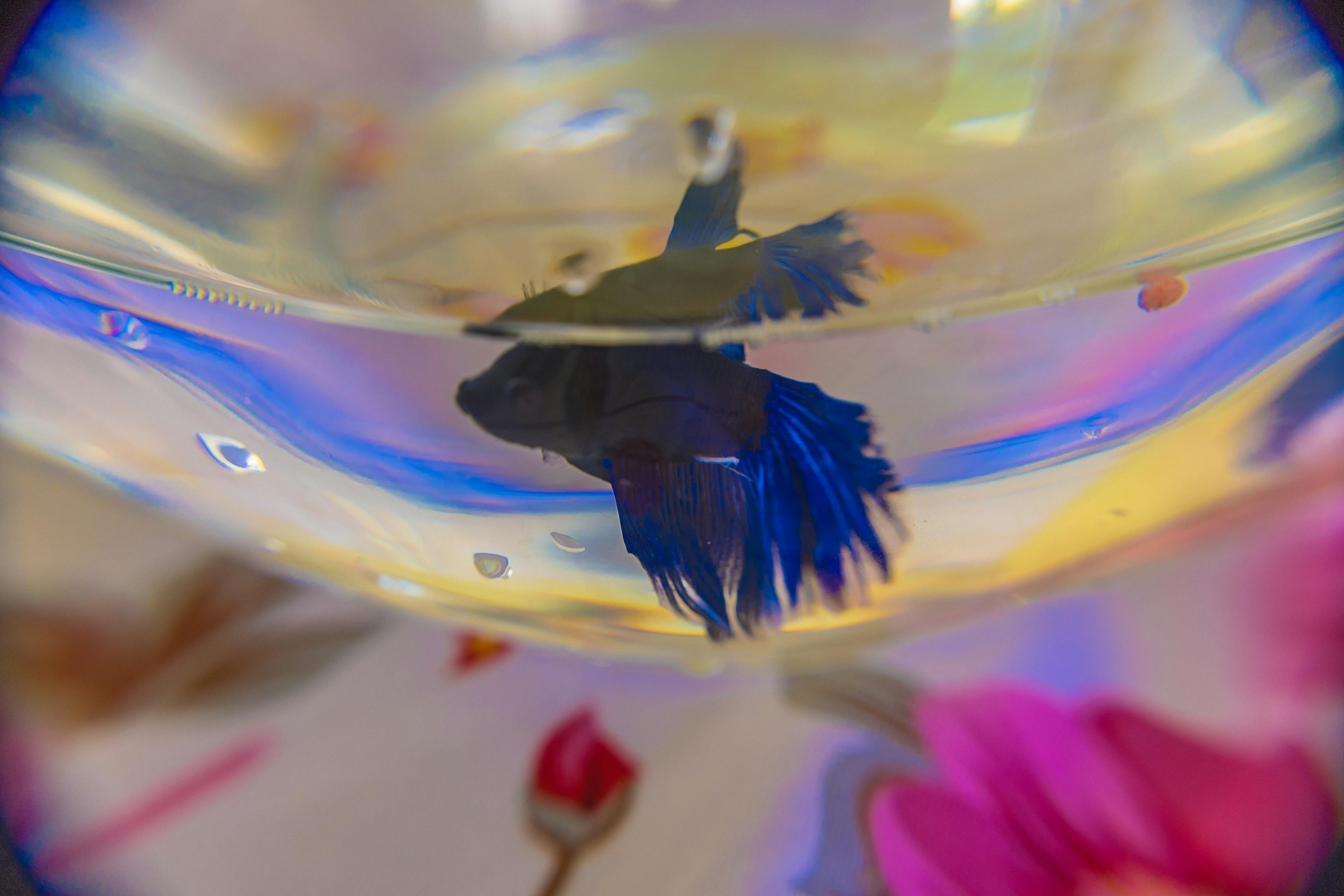 適合家養的水族寵物