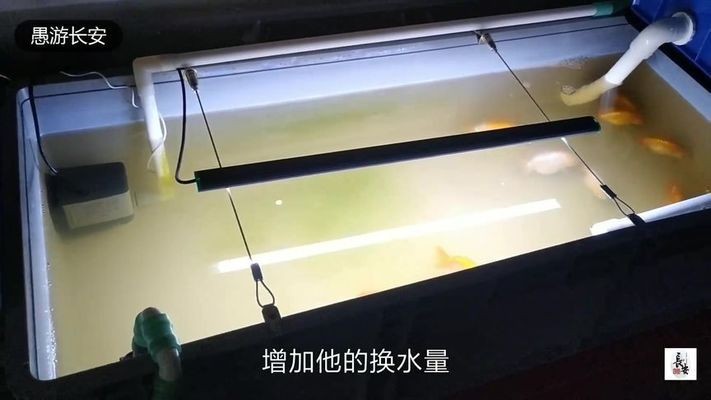 廣州市芳村區潤連水族店