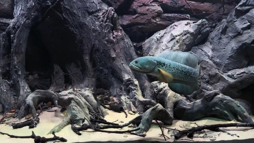 除了以上推薦，還有哪些龍魚適合1.2米缸？