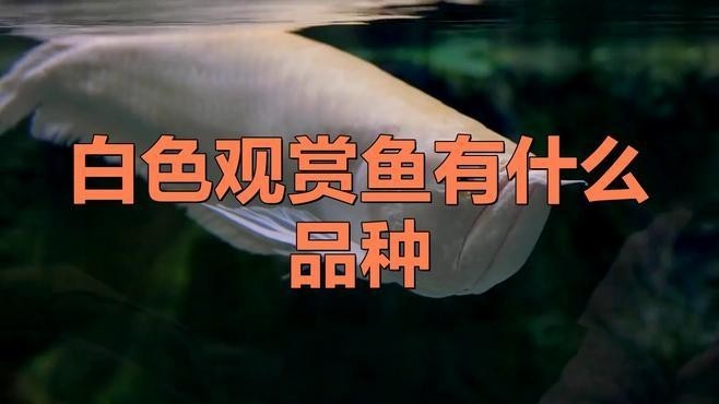 九龍坡區(qū)一城花開花店