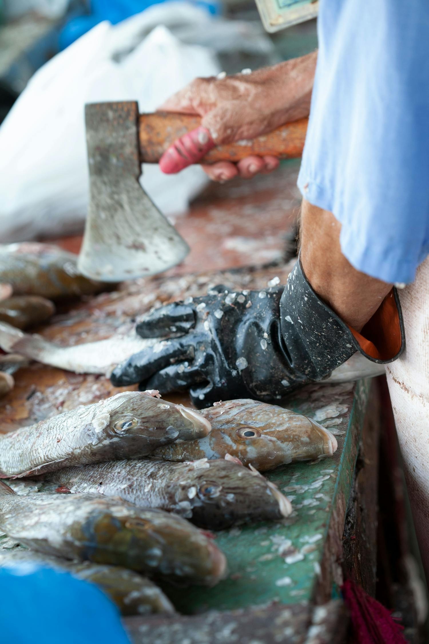 深圳市寶安區騰盛龍魚工作室