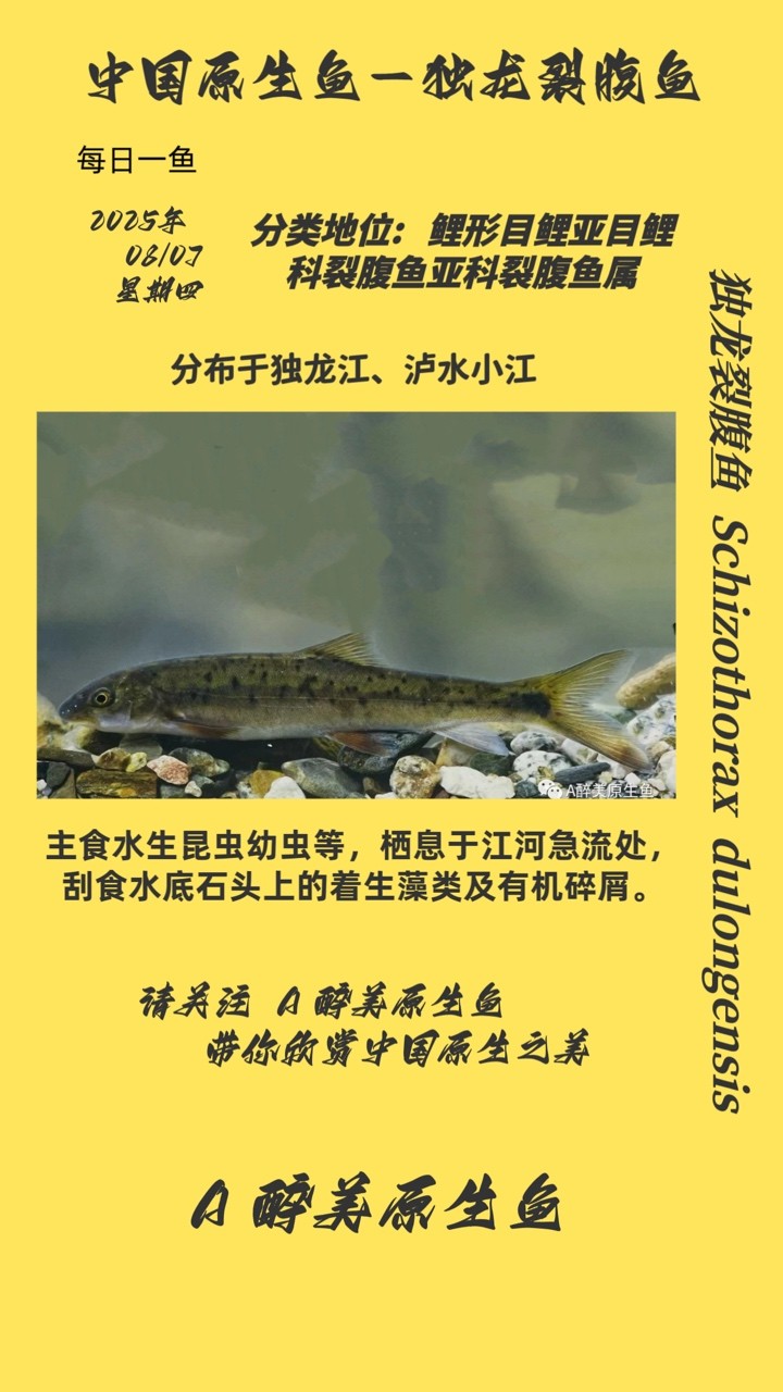 魚缸用增氧泵價格是多少:魚缸增氧機-xtrac增氧機-xtrac增氧機 獨龍裂腹魚 龍魚論壇 獨龍裂腹魚 獨龍裂腹魚 龍魚論壇