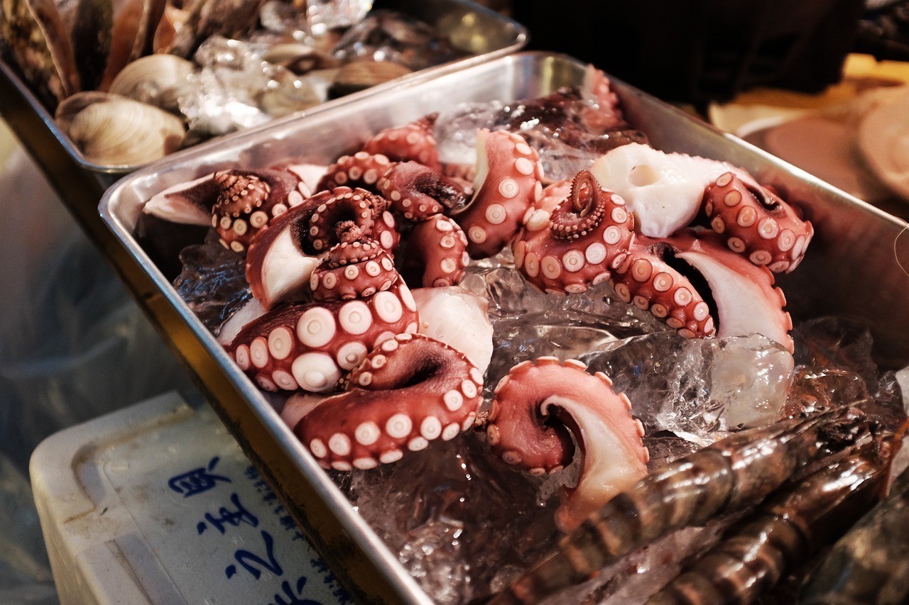 申古銀版魚最忌三種食物及注意事項