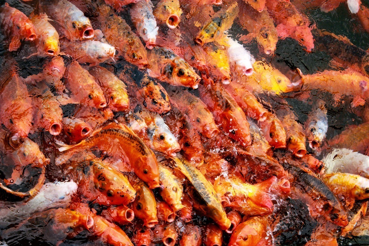 龍魚掉眼手術費用大概是多少 龍魚掉眼手術費用大概是多少 水族問答 第1張