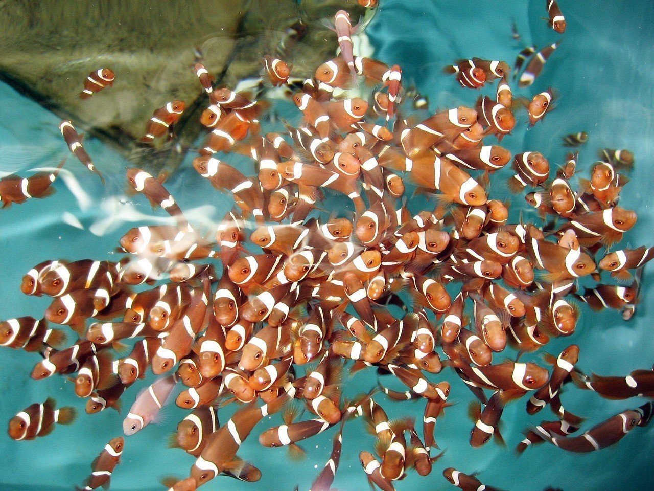 平克魚是熱帶魚嗎