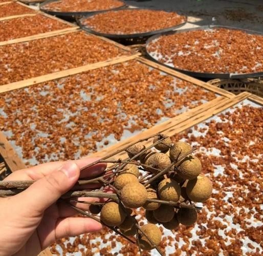 龍眼清洗后如何保存 龍眼清洗后如何保存 龍魚百科 第4張