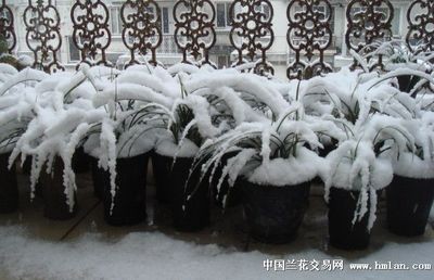 銀龍魚和翹嘴魚的區別是什么