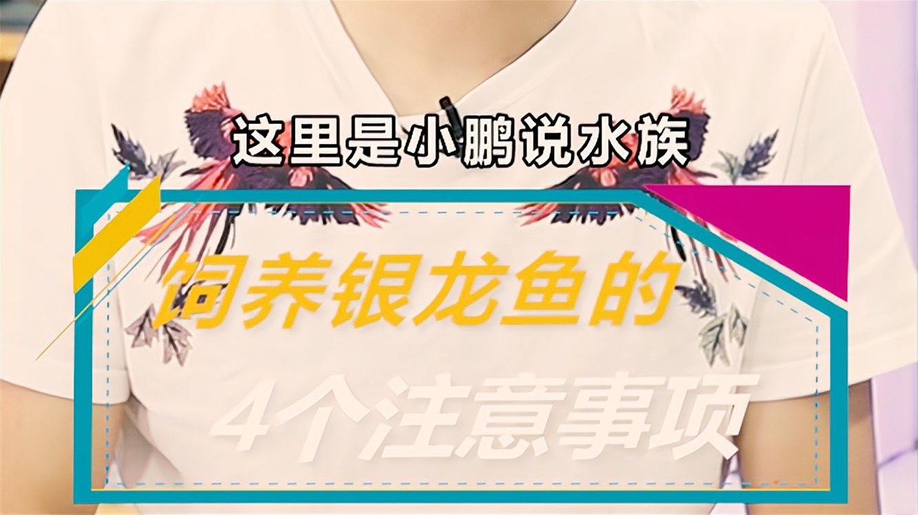 銀龍魚和翹嘴魚的區(qū)別是什么
