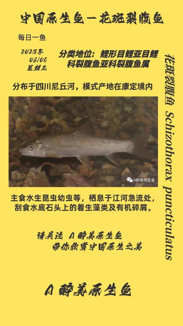 花斑裂腹魚