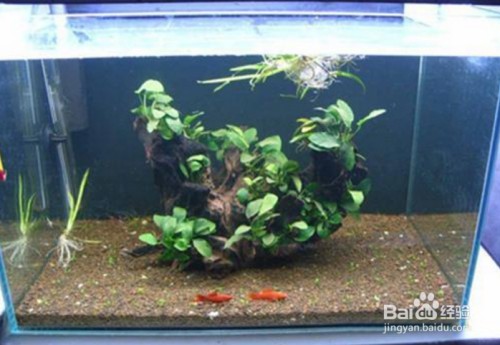 紅龍魚市場價格表大全最新消息視頻（紅龍魚市場價格表大全最新消息視頻播放）