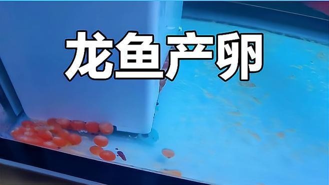 銀龍魚(yú)產(chǎn)卵視頻大全