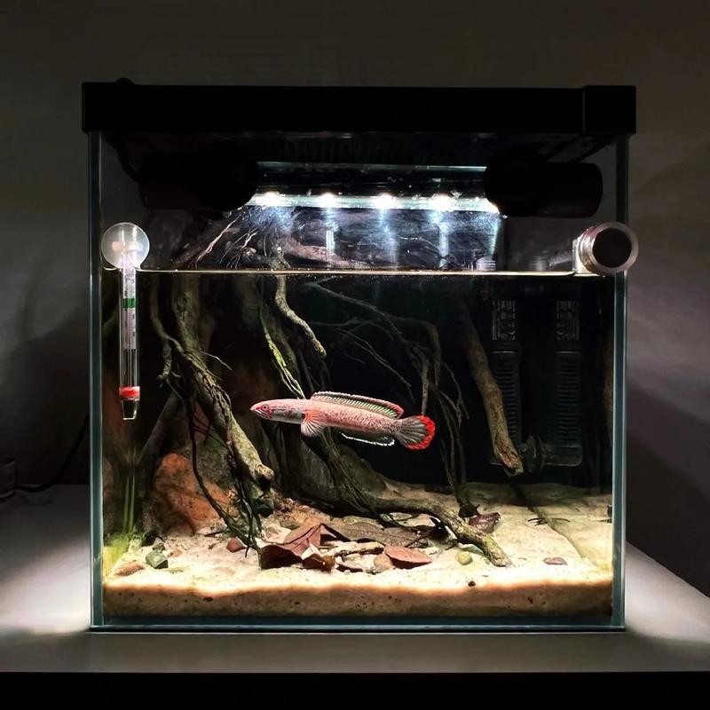 雷龍魚缸布景