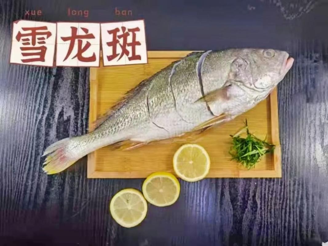 雪龍魚的市場價格為何如此之高？