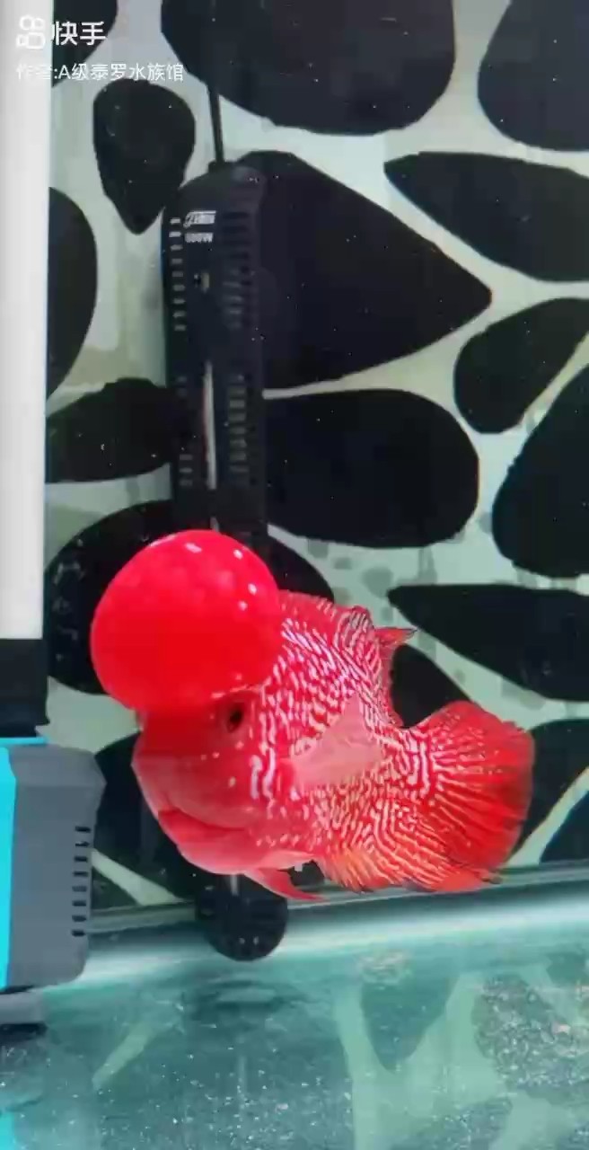 泰國進(jìn)口火鳳凰