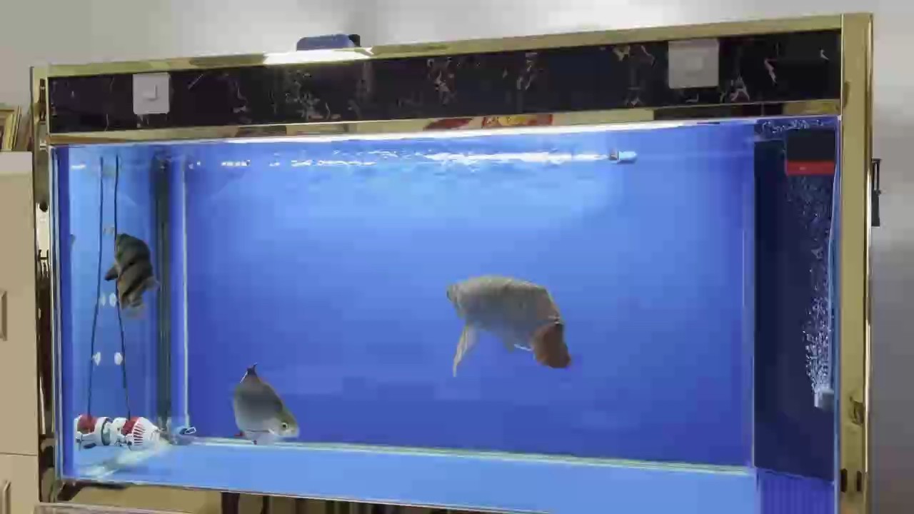喂食，只喂飼料，馬印龍魚料。
