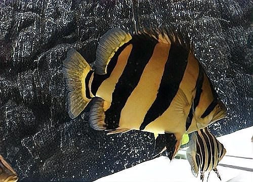 銀龍魚(yú)最佳混養(yǎng)方法圖片