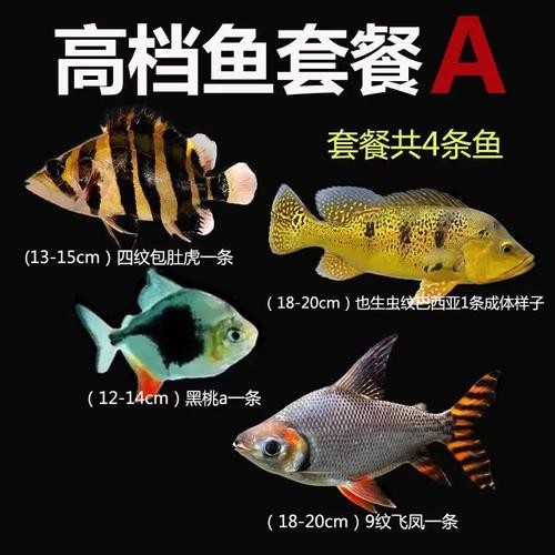 銀龍魚(yú)最佳混養(yǎng)方法圖片