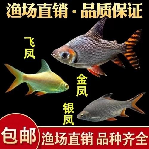 銀龍魚(yú)最佳混養(yǎng)方法圖片