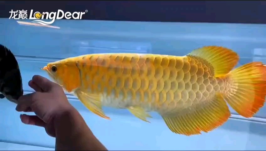 轉發831