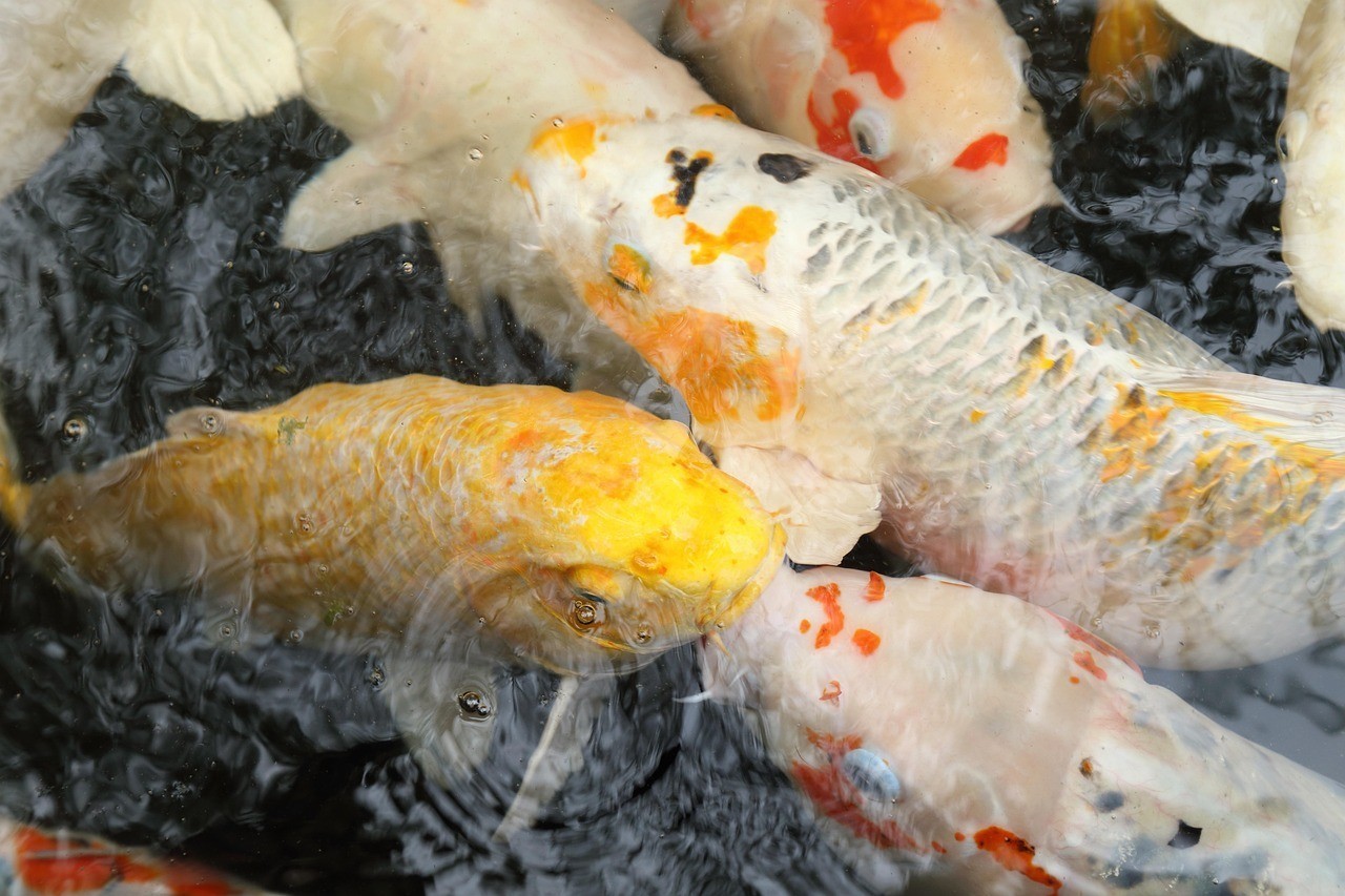 龍魚能跟錦鯉混養嗎