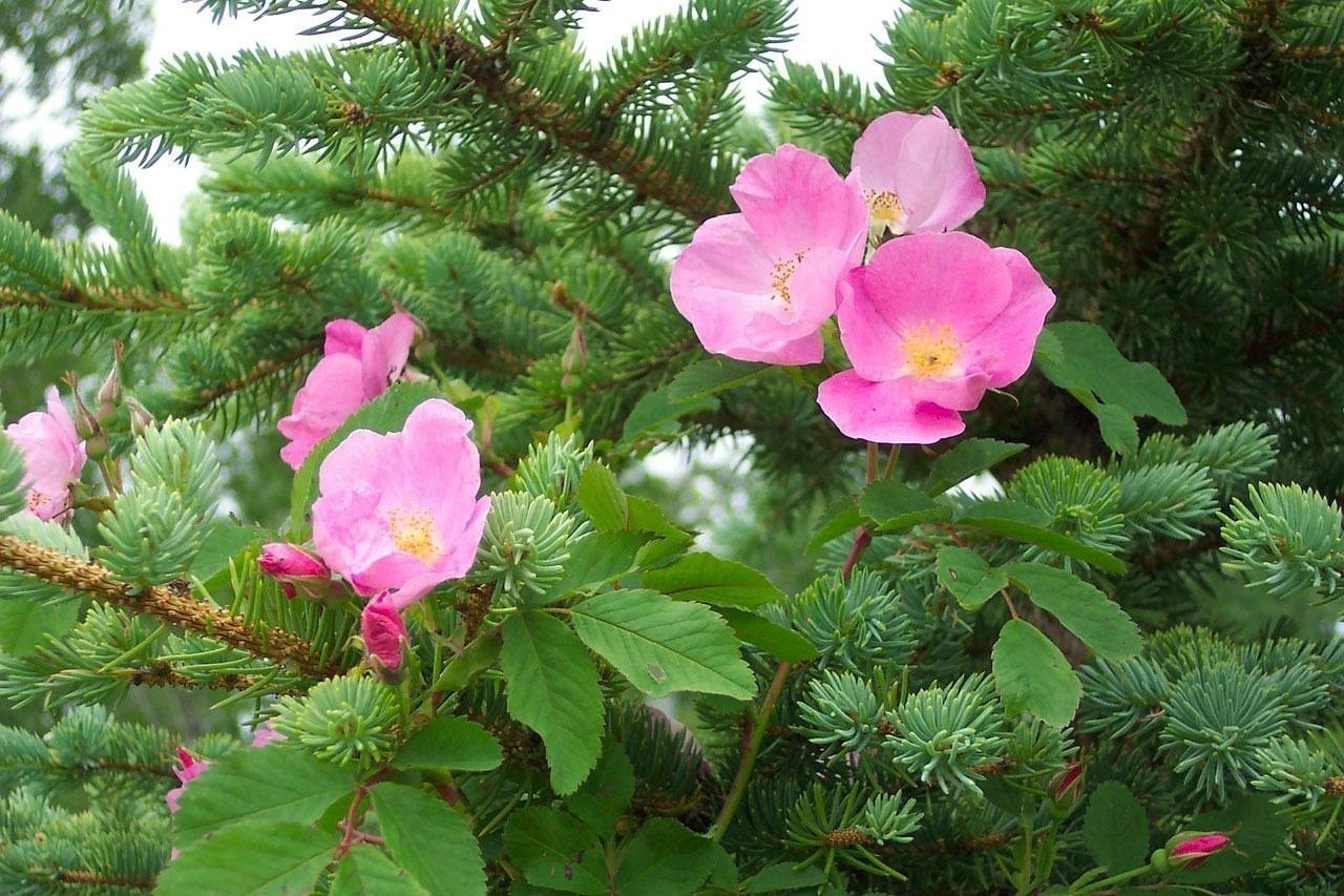 昆明市五華區(qū)經(jīng)松花卉店（昆明市五華區(qū)經(jīng)松花卉店電話）