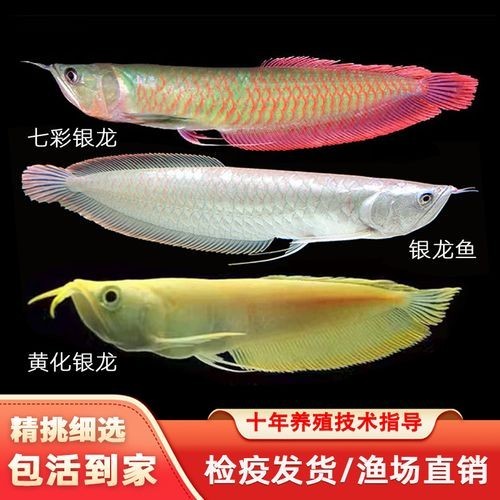 銀龍魚魚苗圖片大全大圖