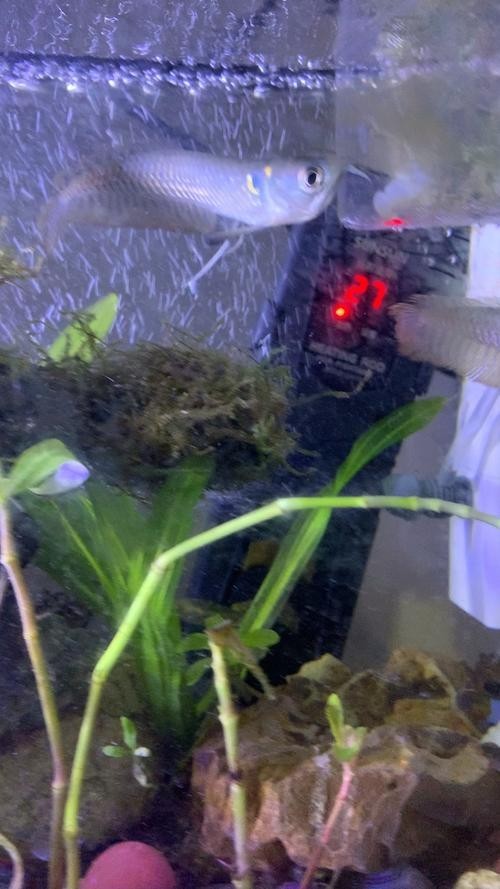 銀龍魚魚苗圖片大全大圖