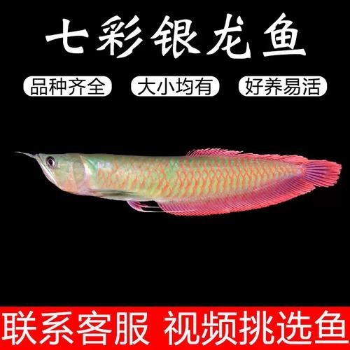 銀龍魚魚苗圖片大全大圖