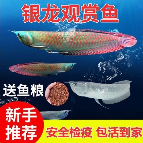 銀龍魚魚苗圖片大全大圖