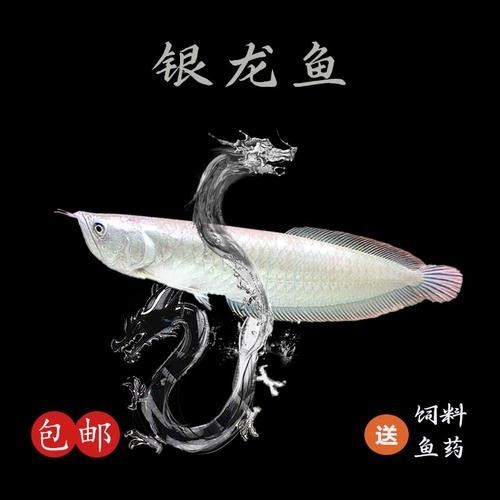 銀龍魚魚苗圖片大全大圖