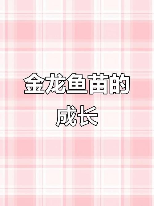銀龍魚魚苗圖片大全大圖