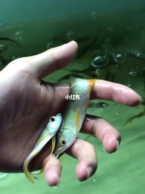 銀龍魚魚苗圖片大全大圖