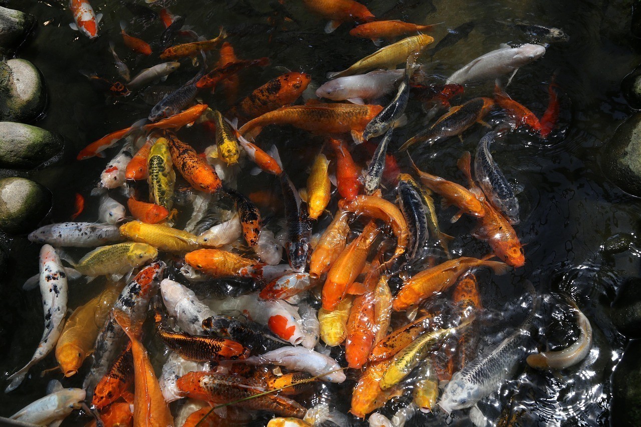 紅白錦鯉魚