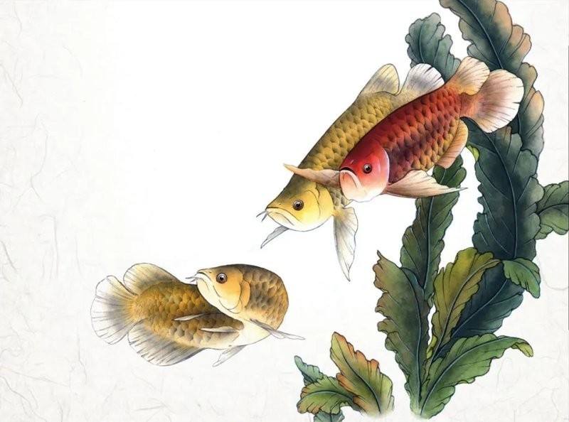 金龍魚簡(jiǎn)筆畫圖片大全