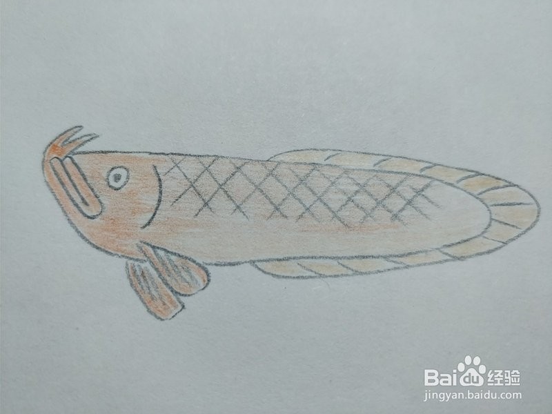 金龍魚簡(jiǎn)筆畫圖片大全