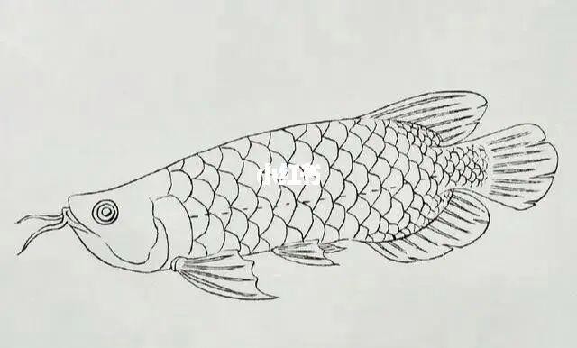 金龍魚簡筆畫圖片大全