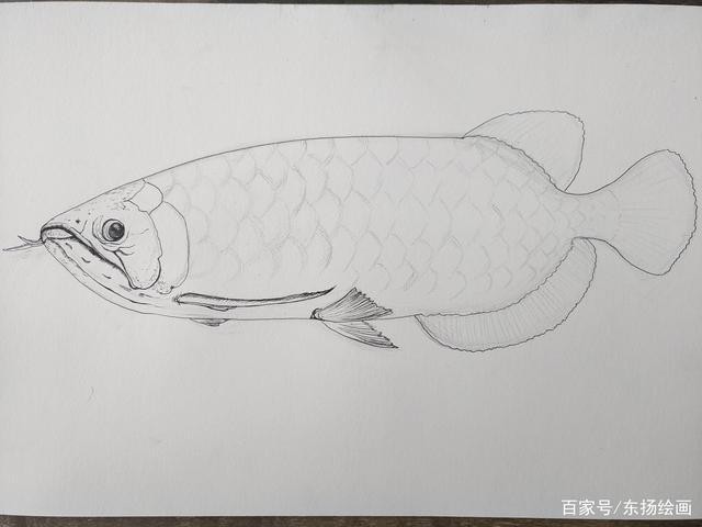 金龍魚簡(jiǎn)筆畫圖片大全